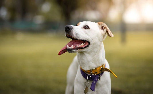 Canine Fitness Month: Tips and Tricks for Keeping Your Dog Healthy and Active