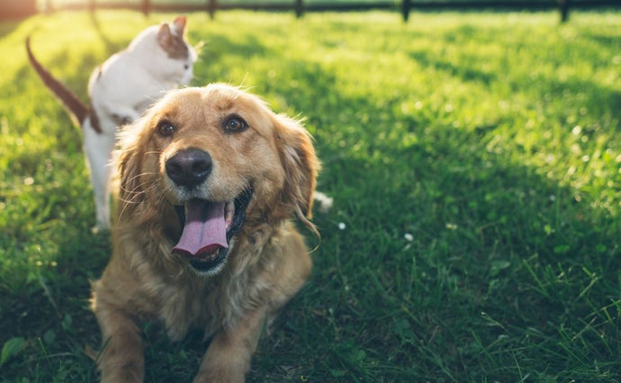 Tips on how to keep your pet healthy