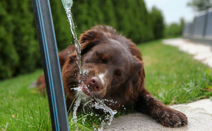 National Pet Hydration Awareness Month with Naturo Natural Pet Foods