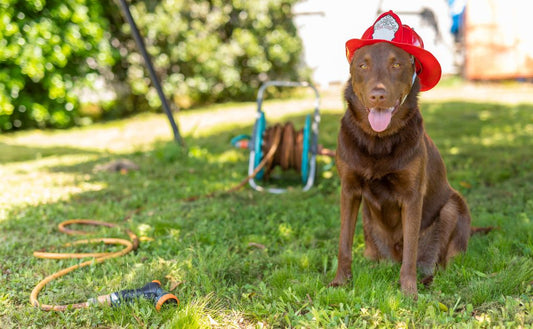 National Pet Fire Safety Day