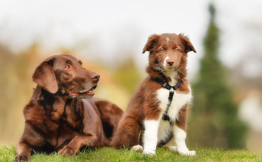 National Puppy Day – Celebrating the Journey from Puppyhood to Adulthood