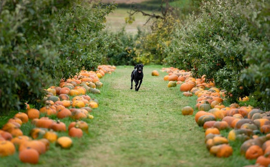 Paws and Claws: A Quirky Halloween for Your Furry Friends with Naturo Natural Pet Foods