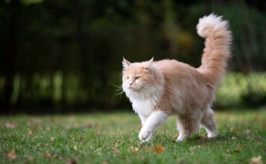 Cat Tails – what your cat’s tail is telling you