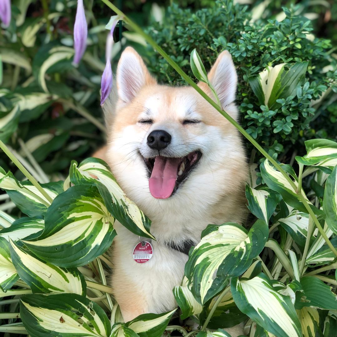 De meest ongewone hondennamen: wat ze over hen en jou onthullen