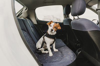 Top tips for happy travels with your dog