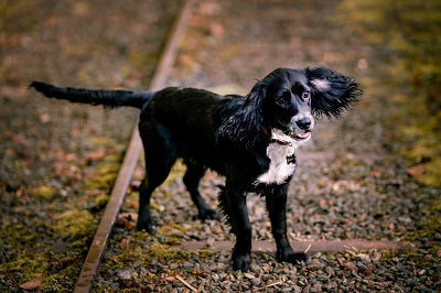 How to turn your beloved dog into a showstopping Top Dog!