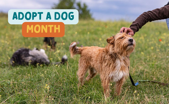 Adopt a Dog Month