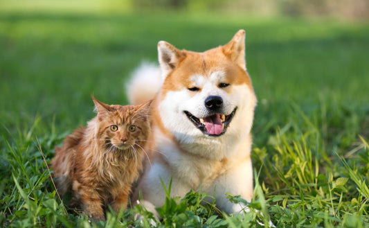 How to beat the heat with your pet