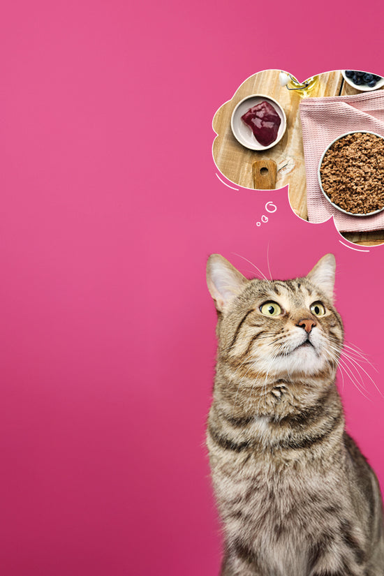 Wet Cat Food