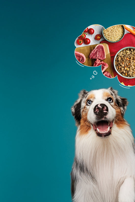 Wet Dog Food with Rice