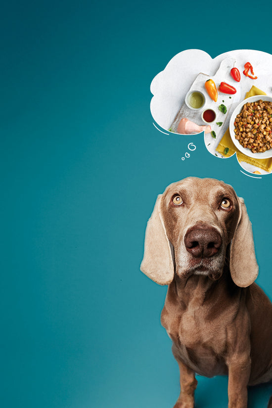 Grain Free Dog Food