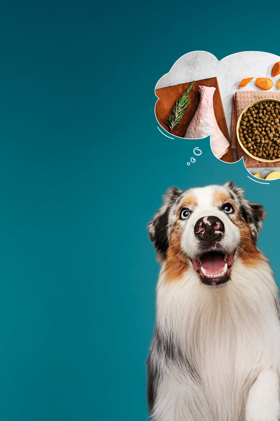 Dry Dog Food