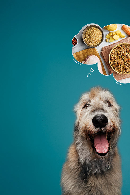 Senior Dog Food