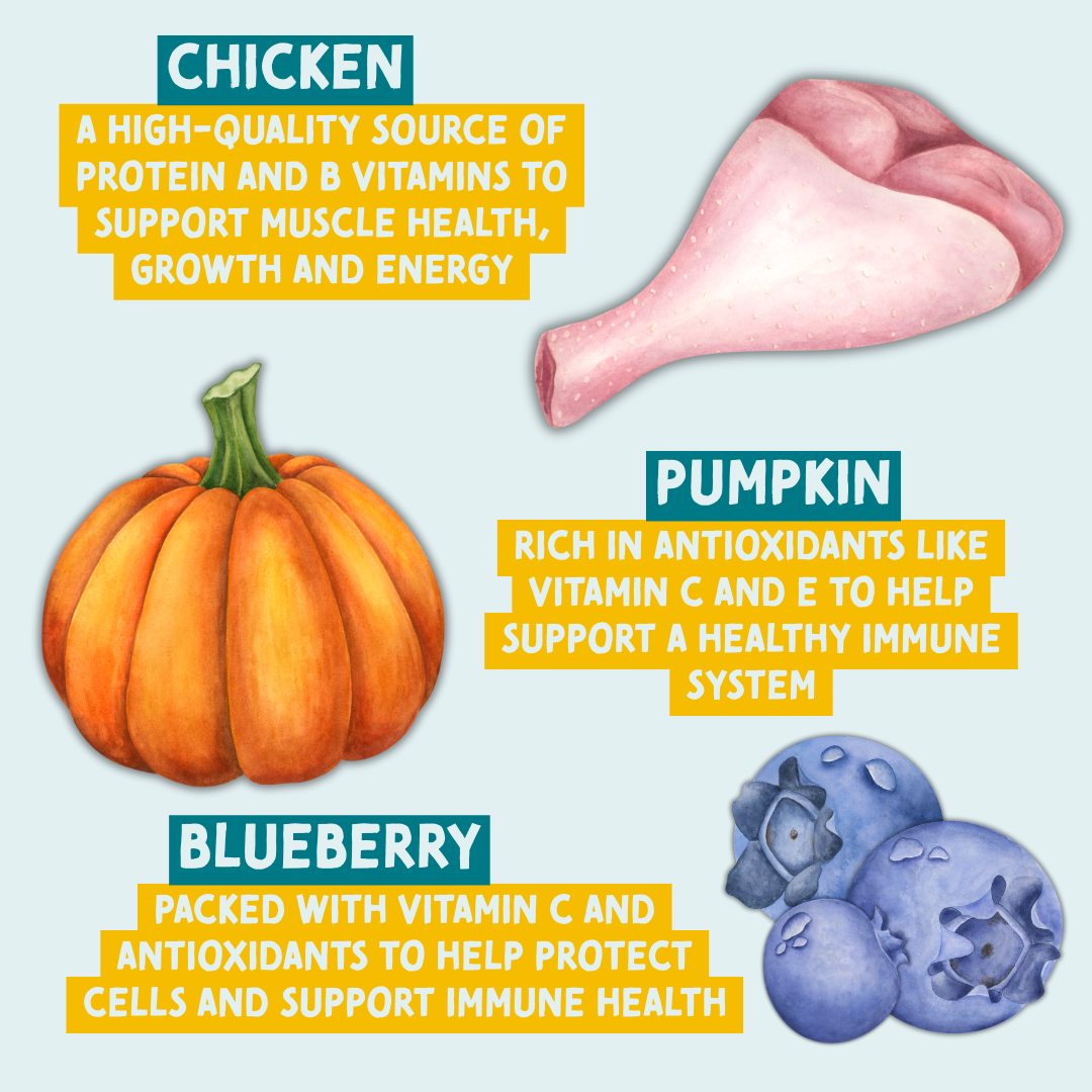Illustration of chicken, pumpkin, and blueberries with text about their health benefits on a light blue background.