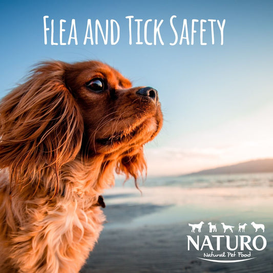 Fleas and ticks: symptoms and treatment