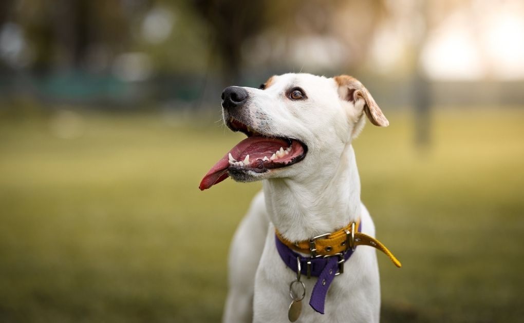 Canine Fitness Month: Tips and Tricks for Keeping Your Dog Healthy and Active