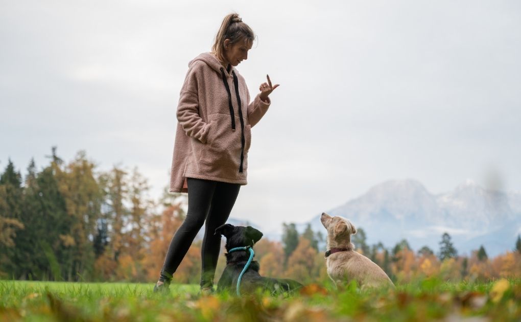 Unleashing Potential: National Train Your Dog Month with Naturo Natural Pet Foods