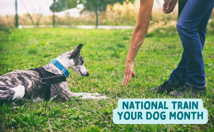 National Train Your Dog Month: From Basic to Advanced Commands with Naturo Natural Pet Foods
