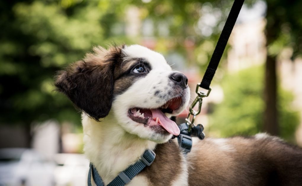 Step Into Adventure: Naturo's Guide to Walk Your Pet Month