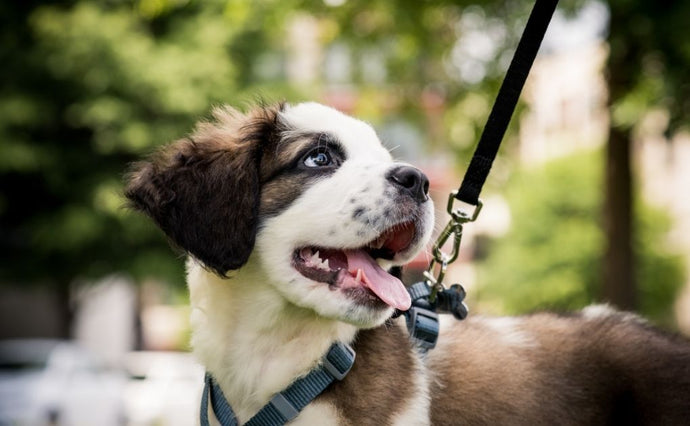 Step Into Adventure: Naturo's Guide to Walk Your Pet Month