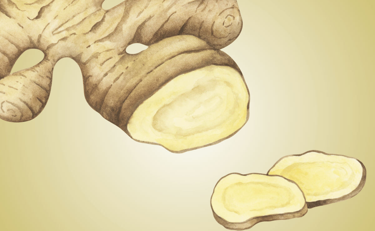 Can My Dog Eat Ginger?