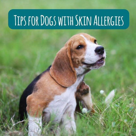 Tips to help Dog Skin Allergies