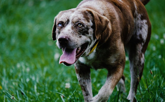 Embracing Wisdom: Naturo Celebrates Adopt a Senior Pet Month