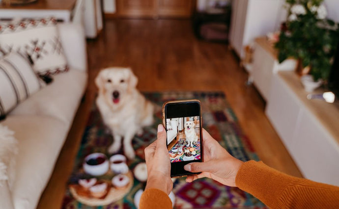 Momenten vastleggen: een handleiding voor het maken van geweldige foto's van uw huisdier met uw mobiele telefoon