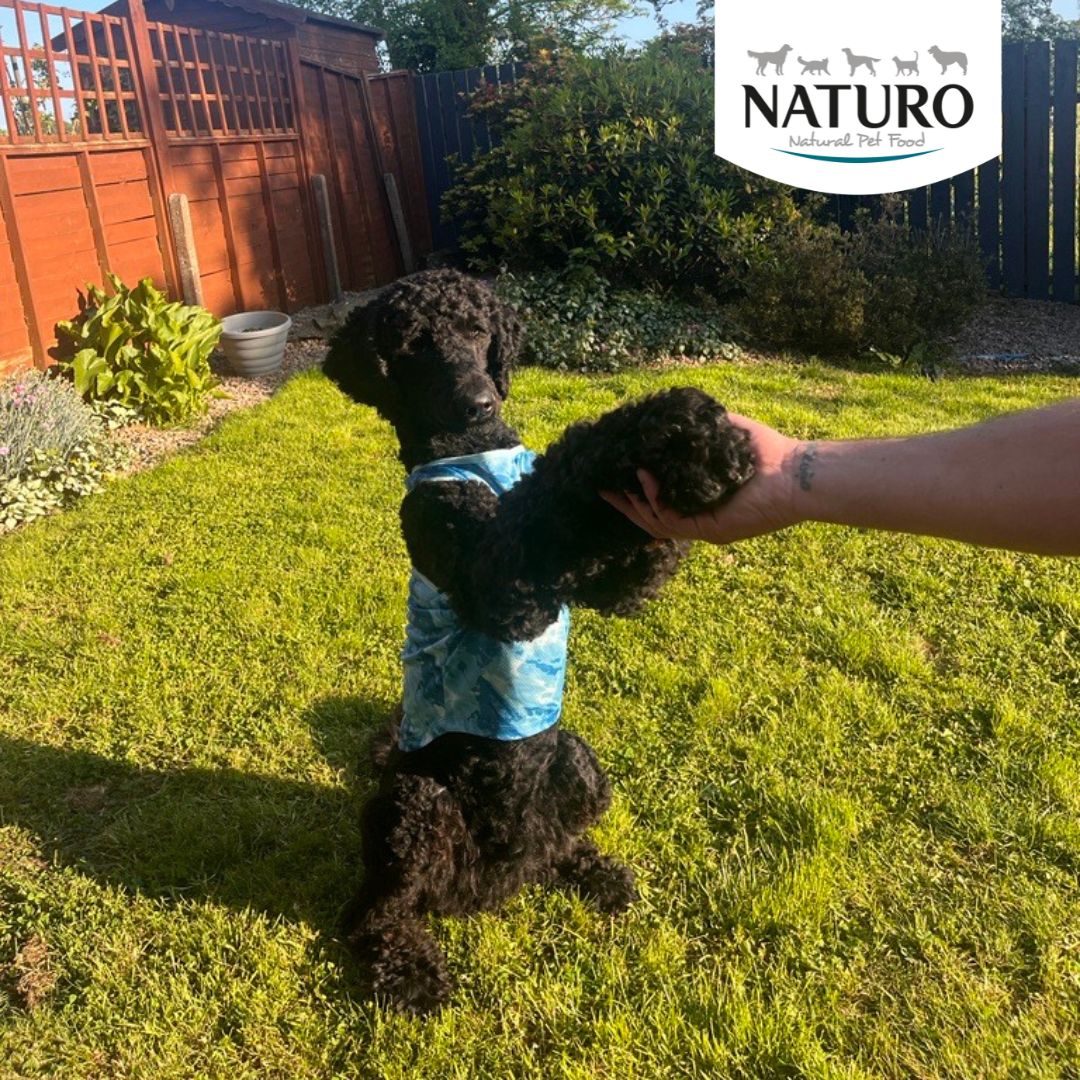 Top five tricks to teach your dog