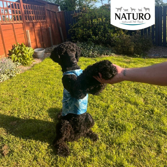 Top five tricks to teach your dog
