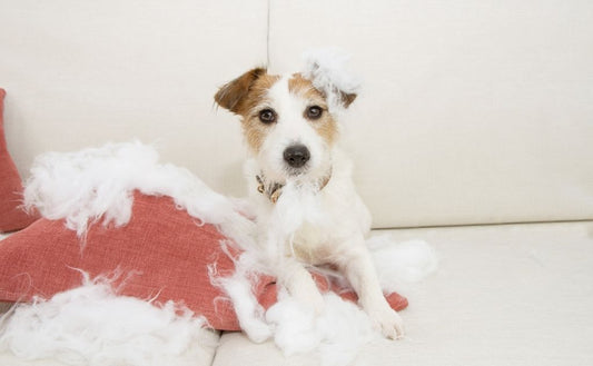 How to Pet-Proof your home