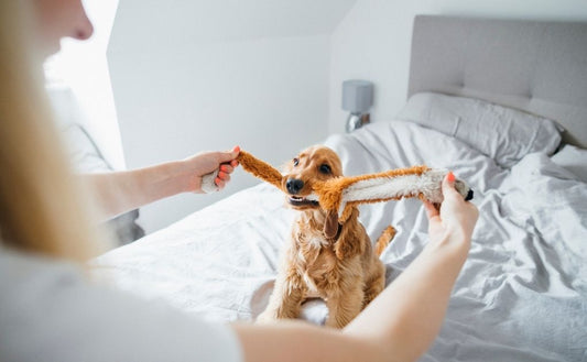 Unveiling Canine Communication: Recognising and Understanding Behavioural Changes in Dogs with Naturo Natural Pet Foods