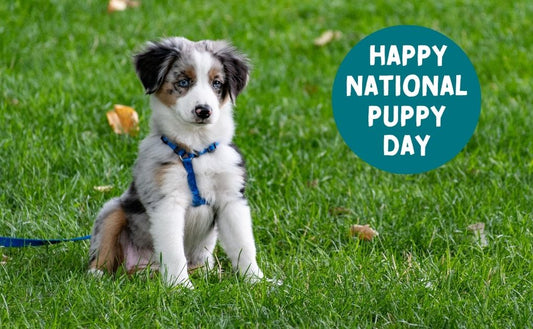Celebrate the Joy of National Puppy Day with Naturo