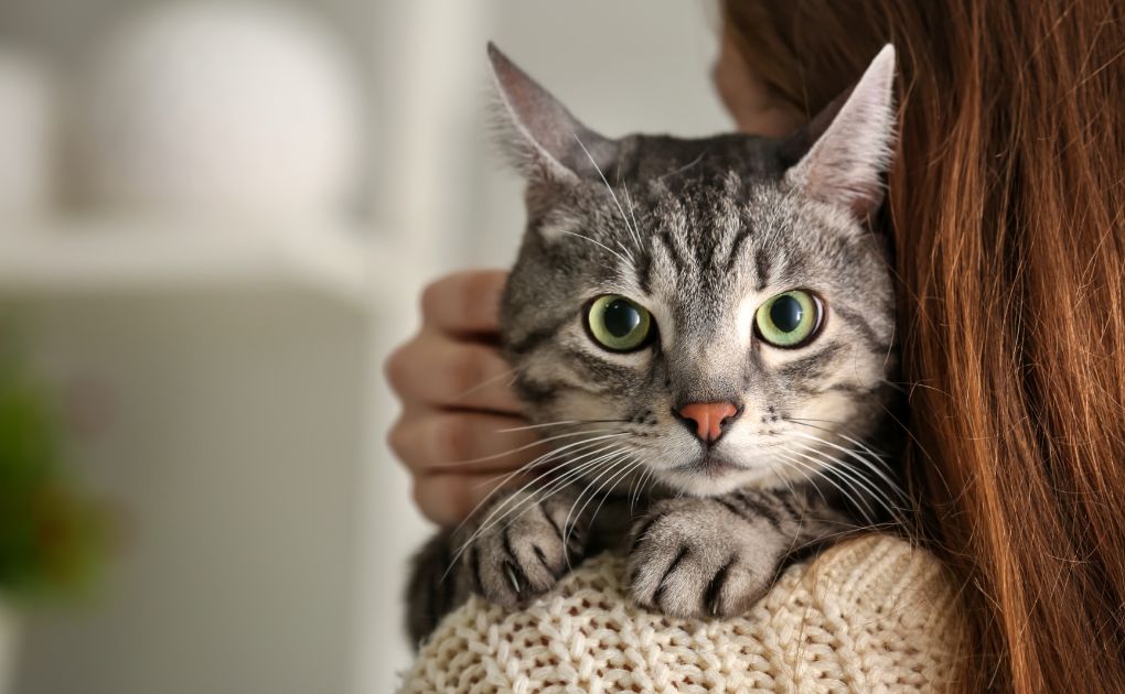 Understanding Feline Whiskers: Naturo's Guide to National Answer Your Cat's Questions Day