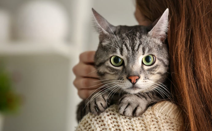 Understanding Feline Whiskers: Naturo's Guide to National Answer Your Cat's Questions Day