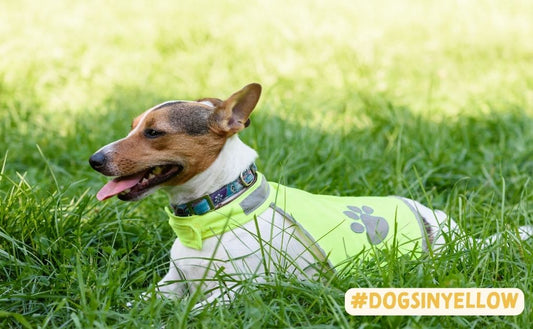 Understanding Canine Anxiety: How to Support Dogs in Yellow