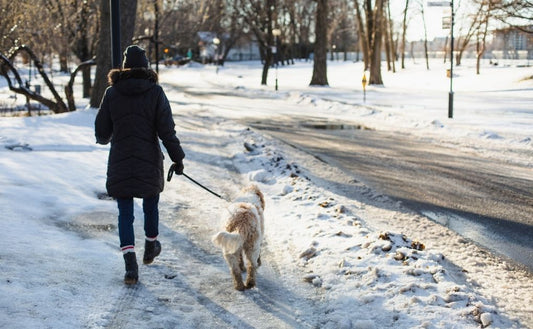 Unleash the Festive Fun: Best Boxing Day Walks for Dogs in the UK, Northern Ireland, and Ireland with Naturo!
