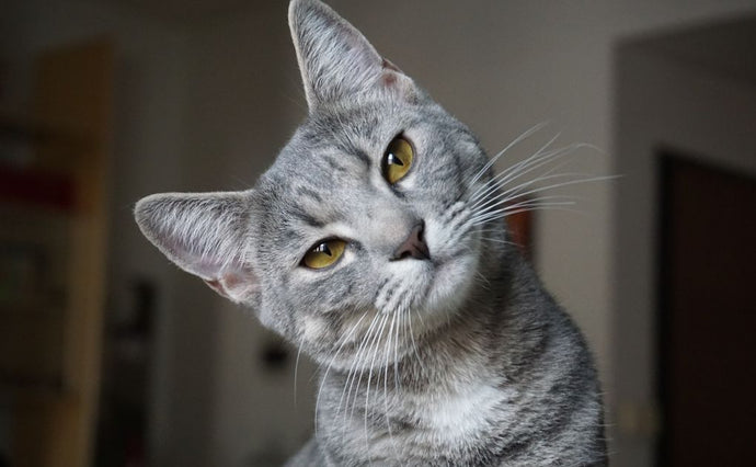 How to keep your house cat happy