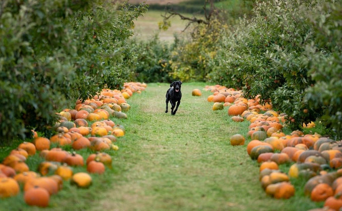 Paws and Claws: A Quirky Halloween for Your Furry Friends with Naturo Natural Pet Foods