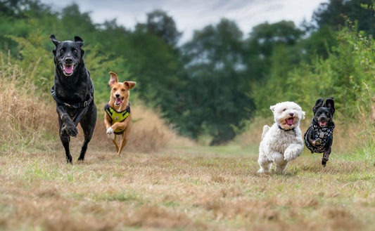 Your Dog’s Personality: A Guide to the typical Characteristics and Personality Traits of Dog Breeds
