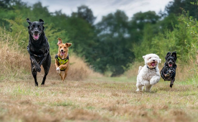 Your Dog’s Personality: A Guide to the typical Characteristics and Personality Traits of Dog Breeds