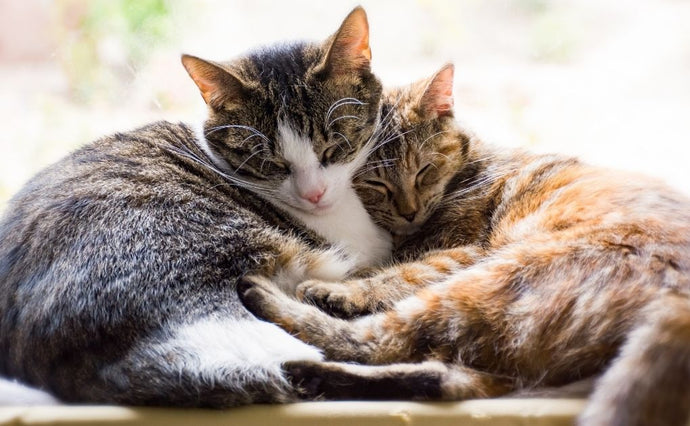 Voordelen van het adopteren van een volwassen kat