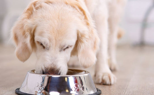 What type of food should I feed my dog?
