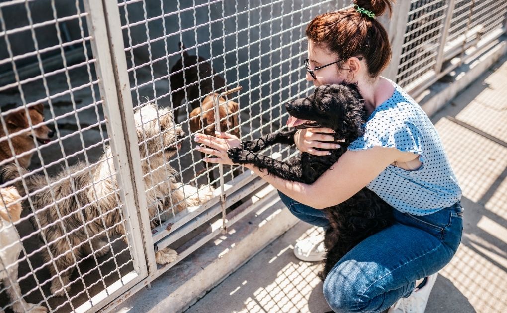 The Joy of Rescuing a Dog: A Life-Changing Decision