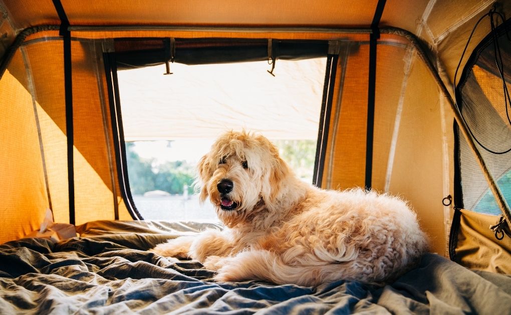 Uw hond meenemen op een kampeertrip