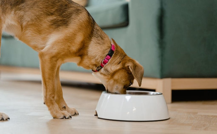 How to tell if your dog is overweight