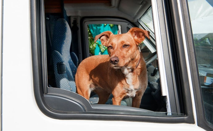 Neem uw hond mee op een roadtrip!
