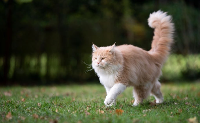 Kattenstaarten – wat de staart van uw kat u vertelt