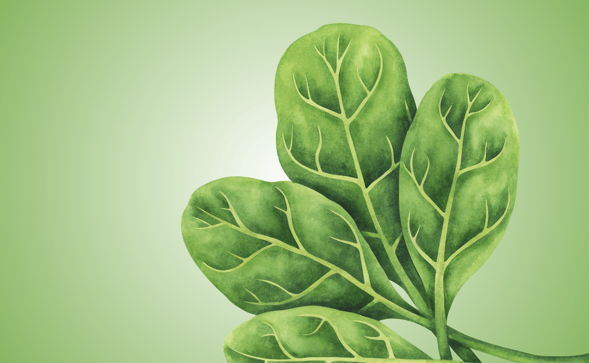 Can My Dog Eat Spinach?
