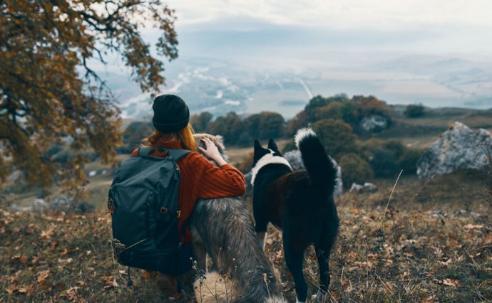 Get Set for Great Doggy Adventures across the UK & Ireland